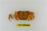 藏品(琉球清溪蟹)的圖片